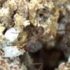 (Português) Agencia FAPESP: Novo composto antifúngico é descoberto em ninhos de formiga-cortadeira