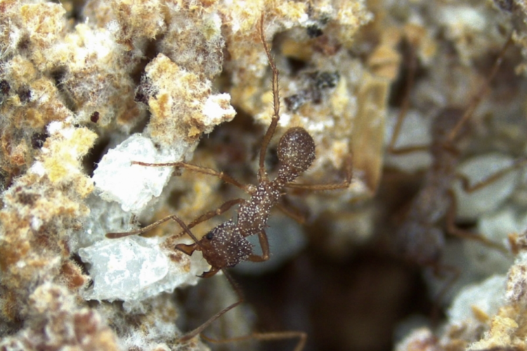 Agencia FAPESP: Novo composto antifúngico é descoberto em ninhos de formiga-cortadeira
